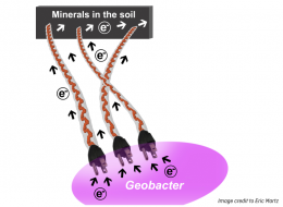 Image Geobacter