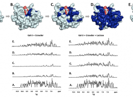 NMR Spectroscopy unveils new structural insights on Protein-Glycan Quinary Interactions