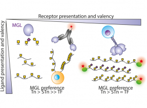 Immune recognition of cancer is shaped by how sugars and receptors are displayed on cells
